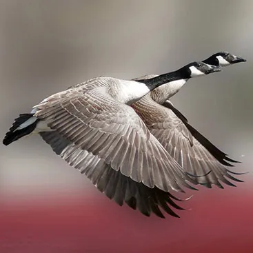 Before editing example 1